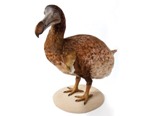 dodo